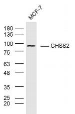 CHPF Antibody in Western Blot (WB)