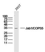 Jab1 Antibody in Western Blot (WB)