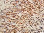 CISD1 Antibody in Immunohistochemistry (Paraffin) (IHC (P))