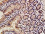 CISD1 Antibody in Immunohistochemistry (Paraffin) (IHC (P))