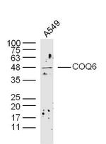 COQ6 Antibody in Western Blot (WB)