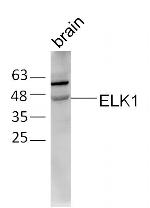 ELK1 Antibody in Western Blot (WB)