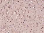 COX6A1 Antibody in Immunohistochemistry (Paraffin) (IHC (P))