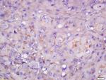 CYB5R4 Antibody in Immunohistochemistry (Paraffin) (IHC (P))