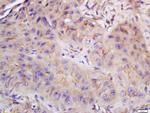 CYB5R4 Antibody in Immunohistochemistry (Paraffin) (IHC (P))