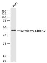 Cytochrome p450 2J2 Antibody in Western Blot (WB)