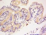 DAGLB Antibody in Immunohistochemistry (Paraffin) (IHC (P))