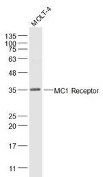 MC-1R/MC1 Receptor Antibody in Western Blot (WB)