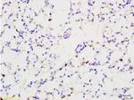 EPOR Antibody in Immunohistochemistry (Paraffin) (IHC (P))