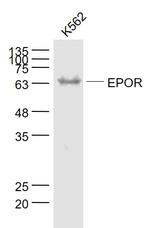 EPOR Antibody in Western Blot (WB)