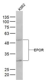 EPOR Antibody in Western Blot (WB)