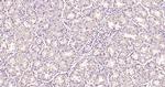 Phospho-Dnmt3a (Ser390, Ser393) Antibody in Immunohistochemistry (Paraffin) (IHC (P))