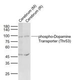 Phospho-Dopamine Transporter (Thr53) Antibody in Western Blot (WB)