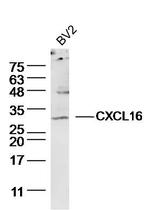 CXCL16 Antibody in Western Blot (WB)