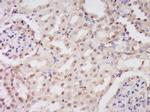 EEFSEC Antibody in Immunohistochemistry (Paraffin) (IHC (P))