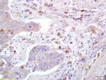 Caveolin-1 Antibody in Immunohistochemistry (Paraffin) (IHC (P))