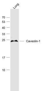 Caveolin-1 Antibody in Western Blot (WB)