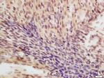 eIF4A3 Antibody in Immunohistochemistry (Paraffin) (IHC (P))