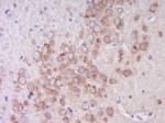 Phospho-EIF4B (Ser406) Antibody in Immunohistochemistry (Paraffin) (IHC (P))