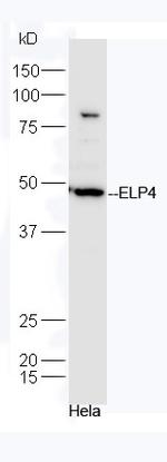 ELP4 Antibody in Western Blot (WB)