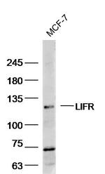 LIFR/CD118 Antibody in Western Blot (WB)