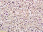 IL-6R Beta/CD130/gp130 Antibody in Immunohistochemistry (Paraffin) (IHC (P))