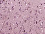 IL-12 Antibody in Immunohistochemistry (Paraffin) (IHC (P))