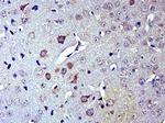 FAM108A1 Antibody in Immunohistochemistry (Paraffin) (IHC (P))