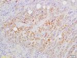 CD82/KAI1 Antibody in Immunohistochemistry (Paraffin) (IHC (P))