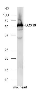 DDX19A/B Antibody in Western Blot (WB)