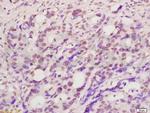 I16/MNDA Antibody in Immunohistochemistry (Paraffin) (IHC (P))