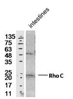 Rho C Antibody in Western Blot (WB)