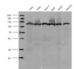 CD177/NB1 Antibody in Western Blot (WB)
