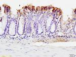 SUMO 1 Antibody in Immunohistochemistry (Paraffin) (IHC (P))