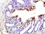 SUMO 1 Antibody in Immunohistochemistry (Paraffin) (IHC (P))