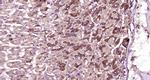 C1orf113 Antibody in Immunohistochemistry (Paraffin) (IHC (P))