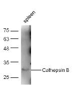 Cathepsin B Heavy Chain Antibody in Western Blot (WB)