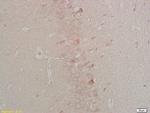 Rarres2 Antibody in Immunohistochemistry (Paraffin) (IHC (P))