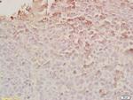 Rarres2 Antibody in Immunohistochemistry (Paraffin) (IHC (P))