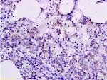 CXCL10 Antibody in Immunohistochemistry (Paraffin) (IHC (P))