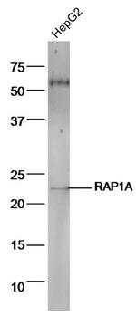 RAP1A Antibody in Western Blot (WB)