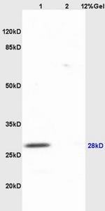 AQP1 Antibody in Western Blot (WB)