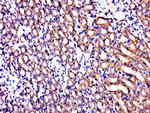 C1orf69 Antibody in Immunohistochemistry (Paraffin) (IHC (P))