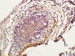 Cathepsin L Antibody in Immunohistochemistry (Paraffin) (IHC (P))