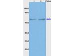 BMPR1A/CD292 Antibody in Western Blot (WB)