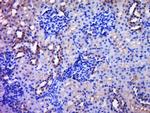 C20orf96 Antibody in Immunohistochemistry (Paraffin) (IHC (P))