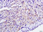 C21orf33 Antibody in Immunohistochemistry (Paraffin) (IHC (P))