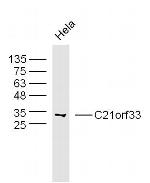 C21orf33 Antibody in Western Blot (WB)