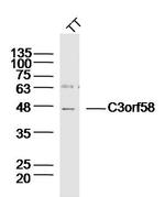 C3orf58 Antibody in Western Blot (WB)