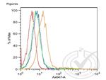 pan Cadherin Antibody in Flow Cytometry (Flow)